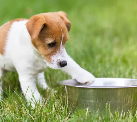 Dog with dog bowl in grass